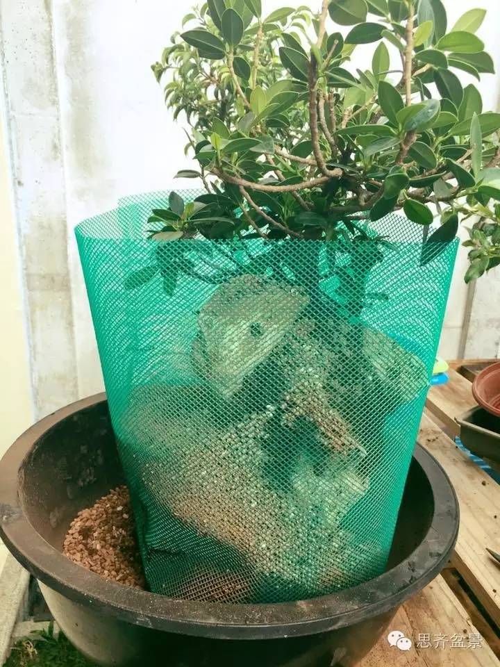 附石盆景怎么制作的过程