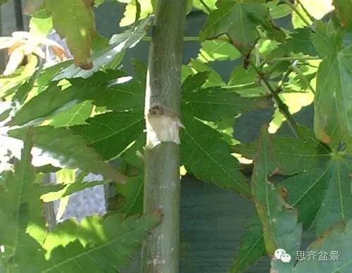 图解 盆景技艺之高空压条 环剥法