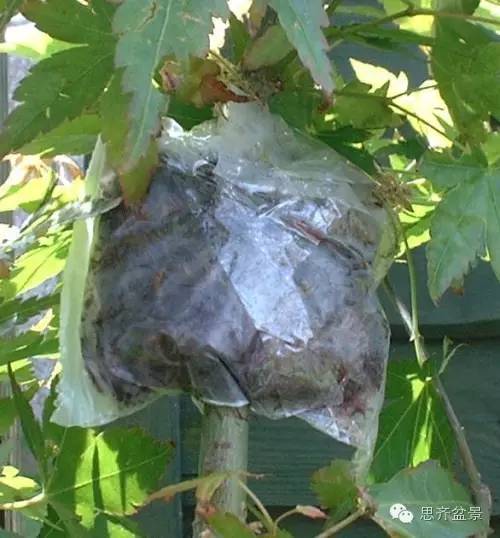 图解 盆景技艺之高空压条 环剥法