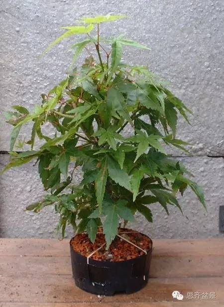 图解 盆景技艺之高空压条 环剥法