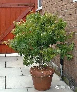 图解 盆景技艺之高空压条 环剥法