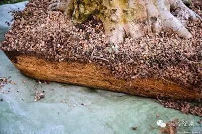 图解 三角枫盆景怎么制作的方法