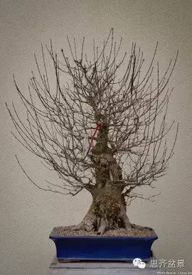 图解三角枫盆景的制作