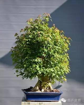 图解 三角枫盆景怎么制作的方法