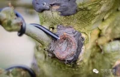 图解 三角枫盆景怎么制作的方法