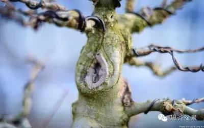 图解 三角枫盆景怎么制作的方法