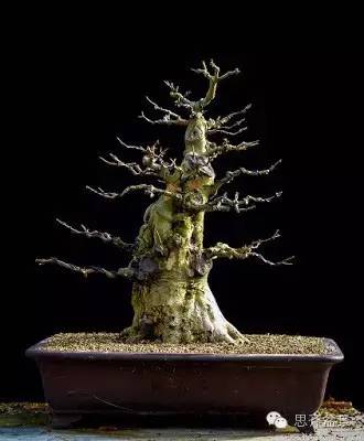 图解 三角枫盆景怎么制作的方法