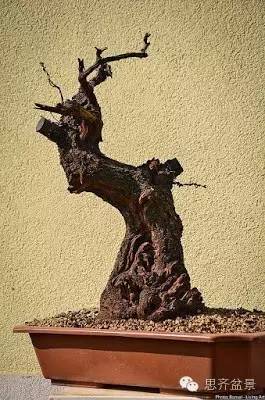 图解 精品盆景怎么培养过程记录