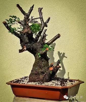 精品盆景的培养过程记录