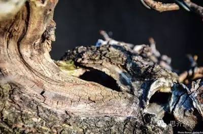 图解 精品盆景怎么培养过程记录