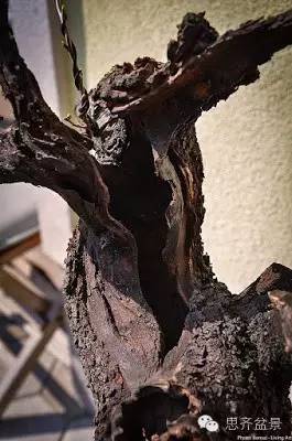 图解 精品盆景怎么培养过程记录