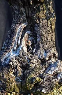 图解 精品盆景怎么培养过程记录