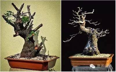 图解 精品盆景怎么培养过程记录