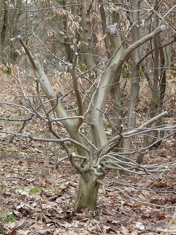 图解 鹅耳枥盆景是怎样炼成的方法