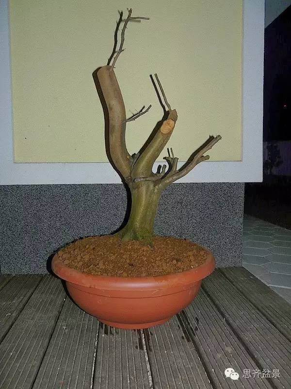 图解 鹅耳枥盆景是怎样炼成的方法