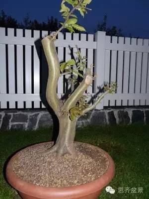 图解 鹅耳枥盆景是怎样炼成的方法