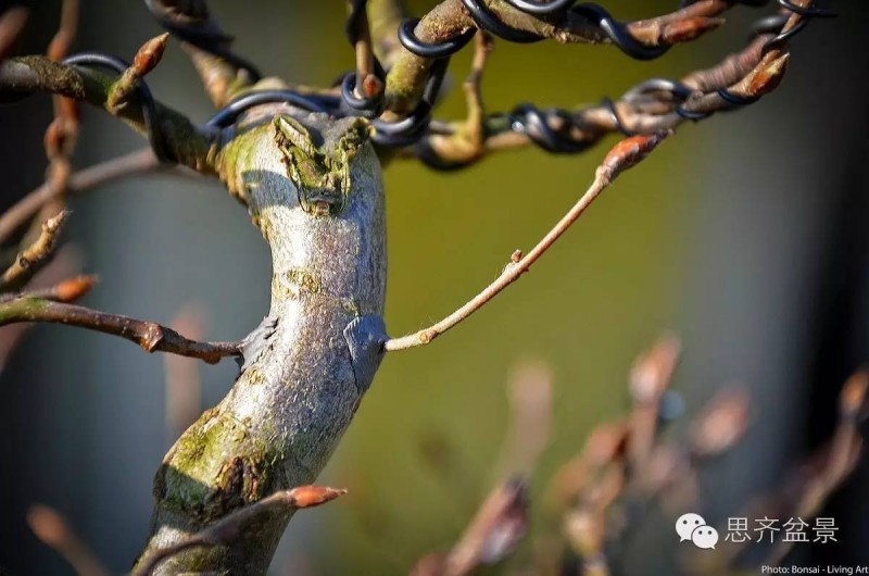 图解 鹅耳枥盆景是怎样炼成的方法