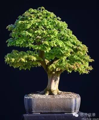 图解 鹅耳枥盆景是怎样炼成的方法