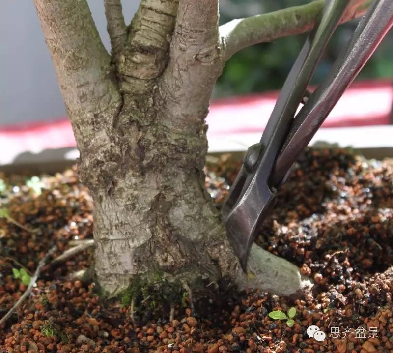图解 如何将盆景粗根一破为二