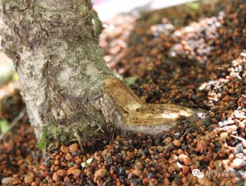 图解 如何将盆景粗根一破为二