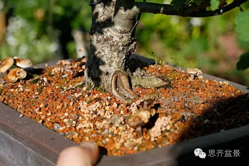 图解 如何将盆景粗根一破为二