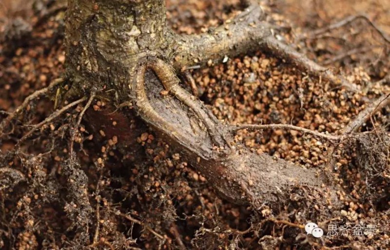 图解 如何将盆景粗根一破为二