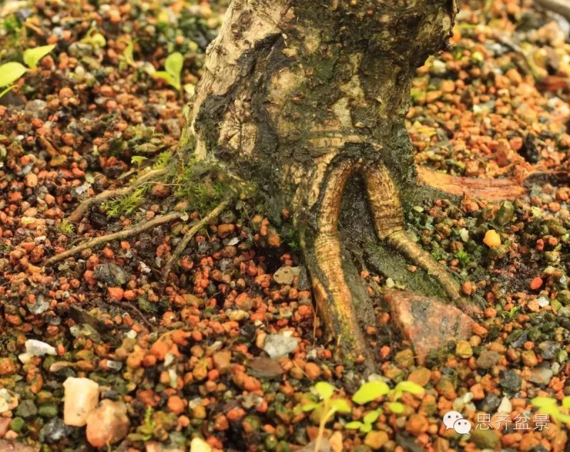 图解 如何将盆景粗根一破为二