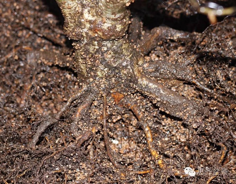 图解 如何将盆景粗根一破为二