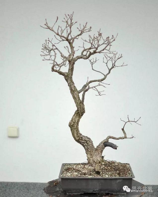 橡树盆景从山采到成型的过程