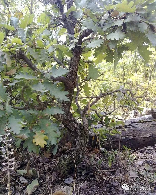 橡树盆景从山采到成型的过程