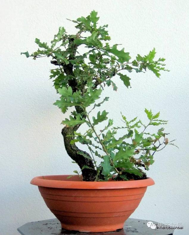 橡树盆景从山采到成型的过程