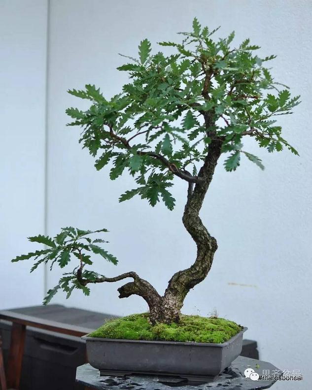 图解 橡树盆景从山采到成型的过程