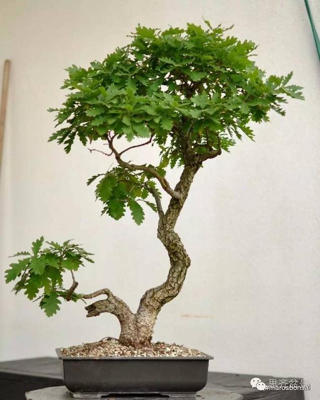 图解 橡树盆景从山采到成型的过程