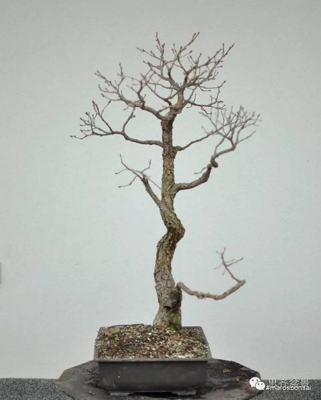 图解 橡树盆景从山采到成型的过程