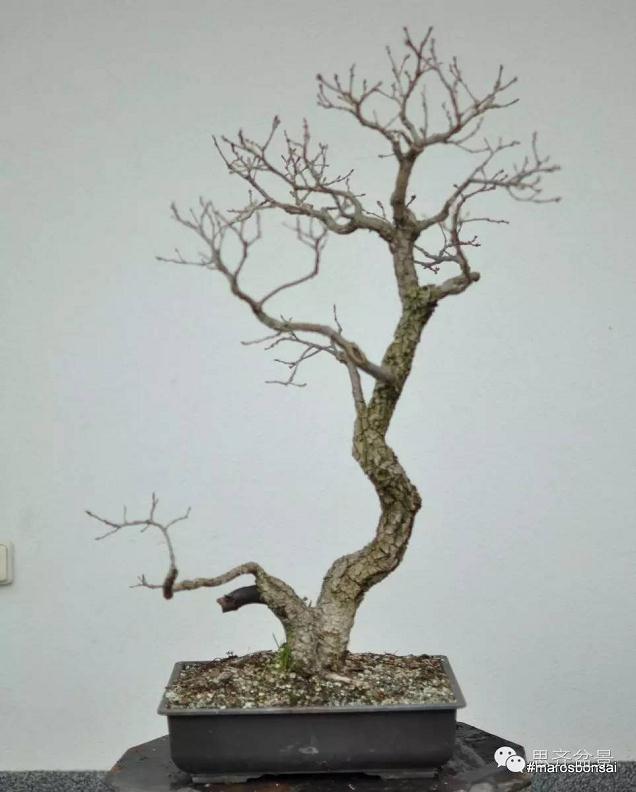 图解 橡树盆景从山采到成型的过程