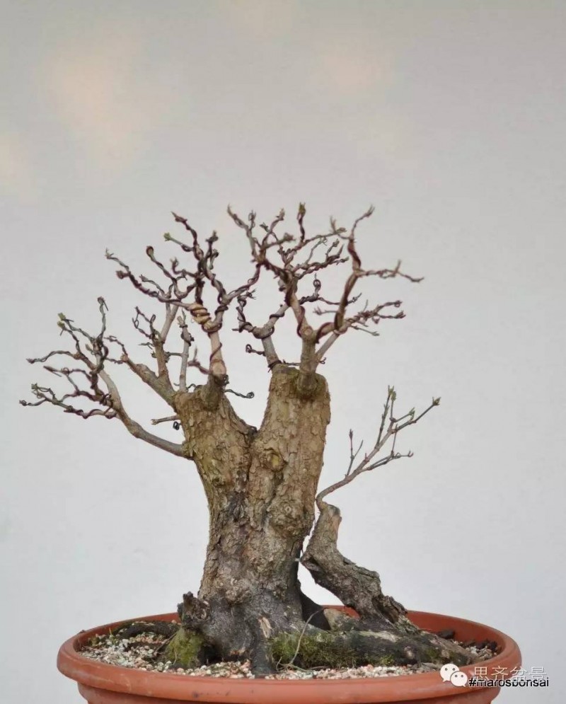 一颗山茱萸盆景的成型过程