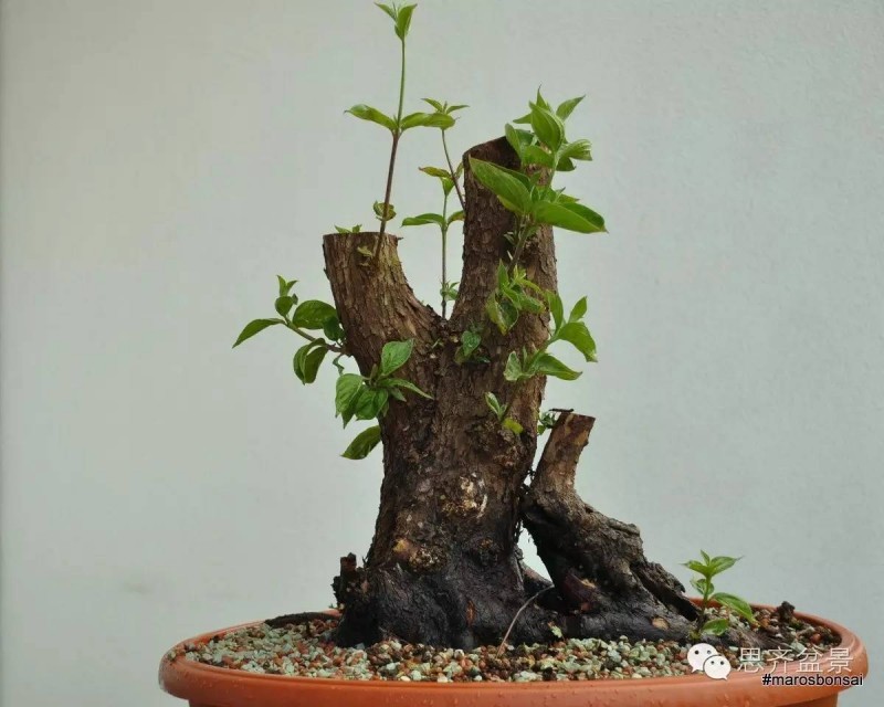 图解 一颗山茱萸盆景怎么成型的过程