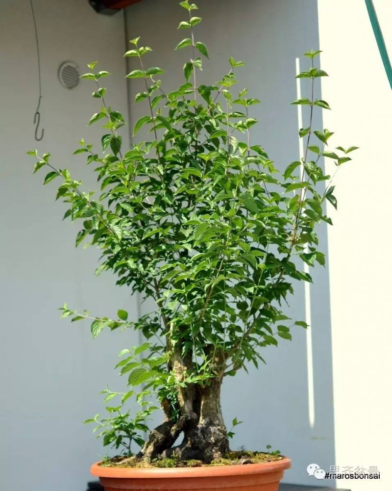 图解 一颗山茱萸盆景怎么成型的过程