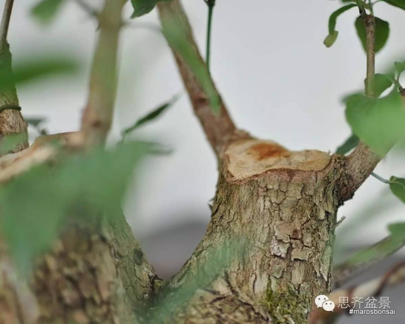 图解 一颗山茱萸盆景怎么成型的过程