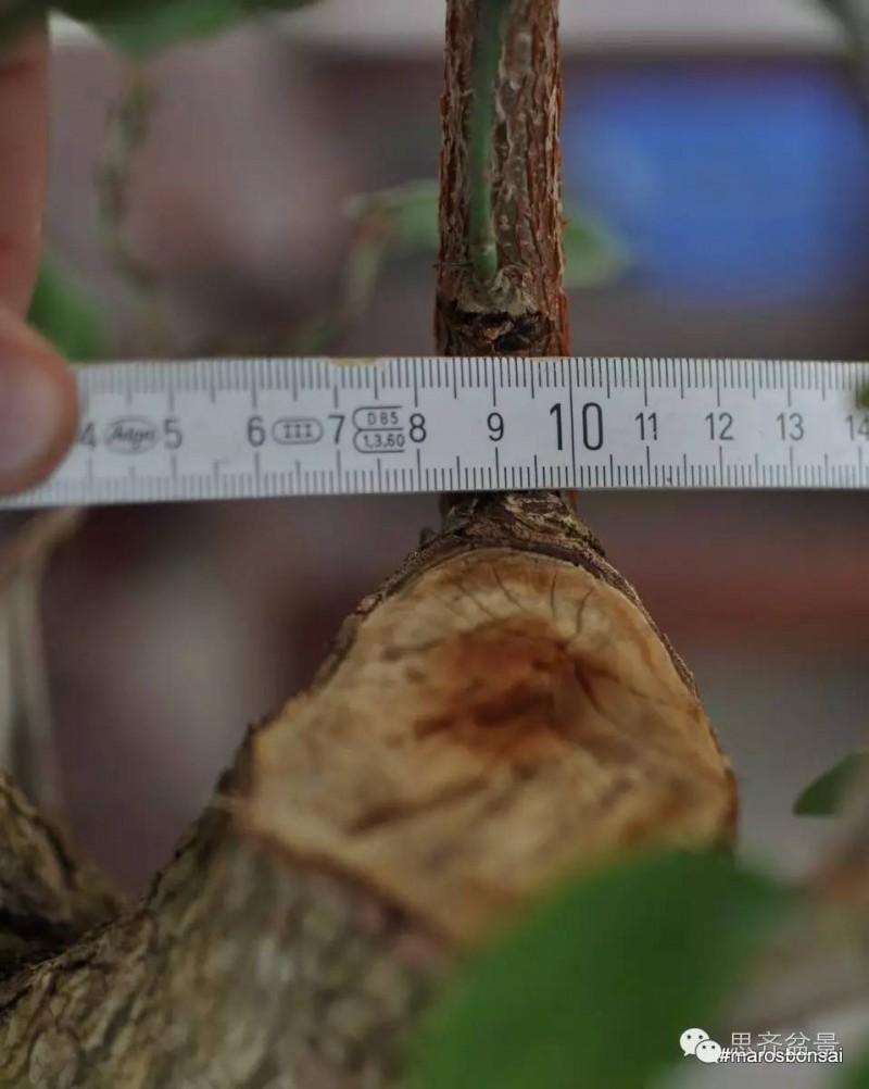 图解 一颗山茱萸盆景怎么成型的过程