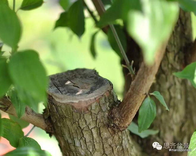 图解 一颗山茱萸盆景怎么成型的过程