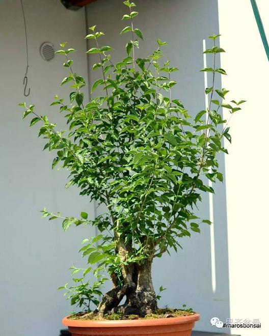 图解 一颗山茱萸盆景怎么成型的过程