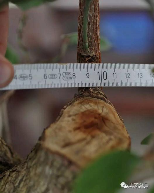 图解 一颗山茱萸盆景怎么成型的过程