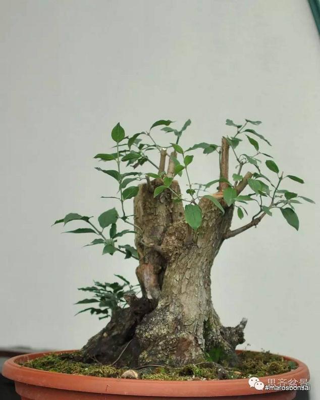 图解 一颗山茱萸盆景怎么成型的过程