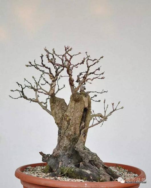 图解 一颗山茱萸盆景怎么成型的过程