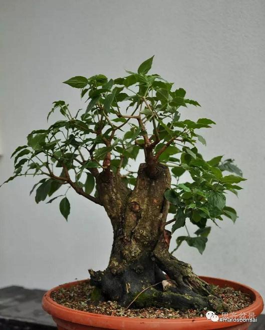 图解 一颗山茱萸盆景怎么成型的过程