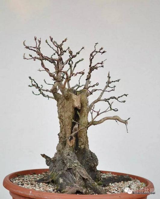 图解 一颗山茱萸盆景怎么成型的过程