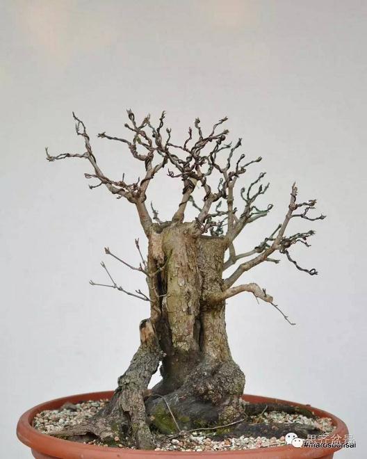 图解 一颗山茱萸盆景怎么成型的过程