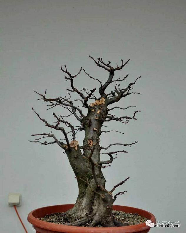 子母型鹅耳枥盆景的制作过程