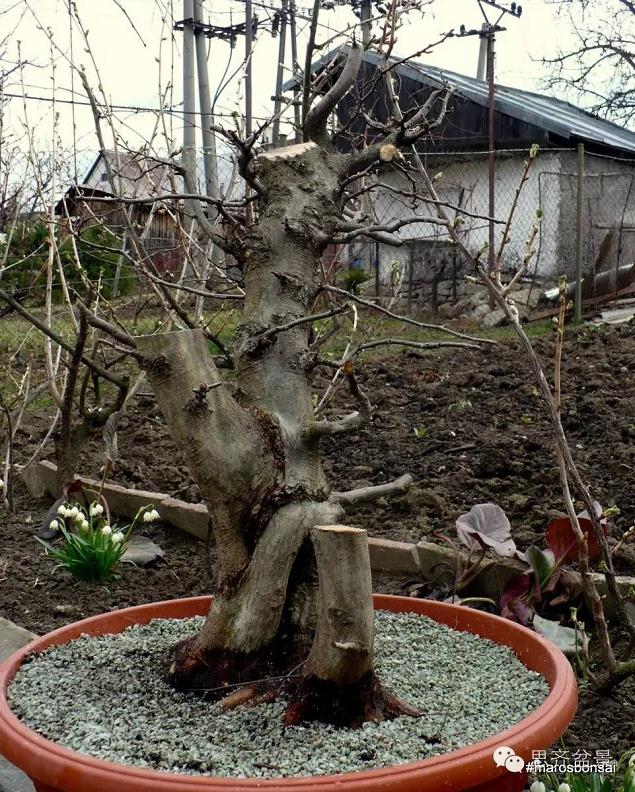 图解 子母型鹅耳枥盆景的制作过程